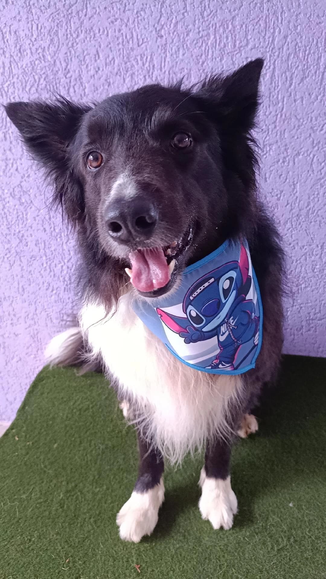 Aluno 1 - Pet feliz da Paixão por Pet