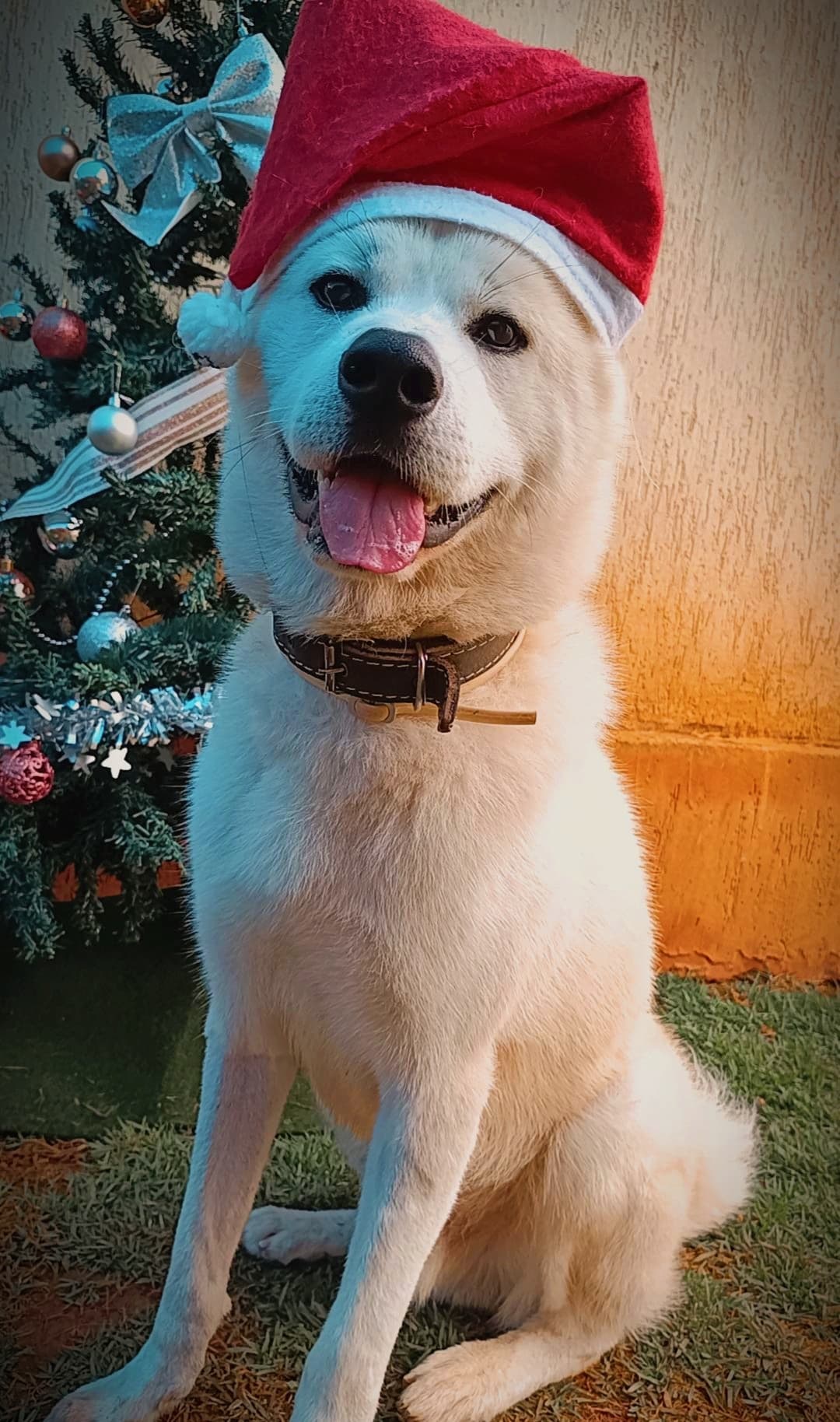 Aluno 8 - Pet feliz da Paixão por Pet