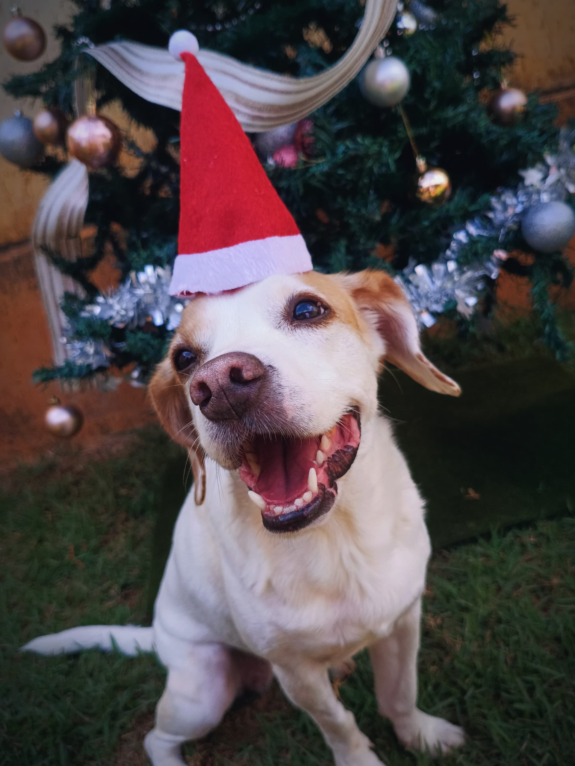 Aluno 13 - Pet feliz da Paixão por Pet